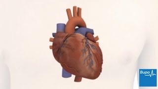 How the heart works  Bupa Health [upl. by Aleksandr]