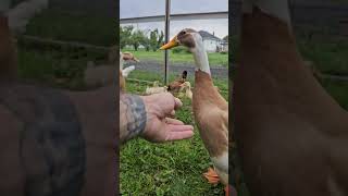 pen time for new ducklings [upl. by Enelrad568]