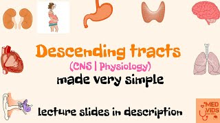 Descending tracts  Pyramidal and Extrapyramidal tracts  Med Vids made simple [upl. by Aizitel891]