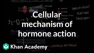 Cellular mechanism of hormone action  Endocrine system physiology  NCLEXRN  Khan Academy [upl. by Haimes]