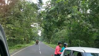 Elephant at Gorumara Jungle [upl. by Antonia]