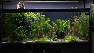 75 Gallon Angelfish Community Tank 4k Cinematic feeding [upl. by Stuckey]