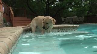 Yellow Lab Puppys 1st Splash amp Swim in HD [upl. by Terpstra]