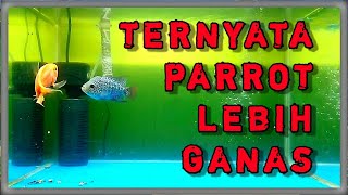 gabung ikan parrot dan ikan louhan dalam aquarium [upl. by Elleved957]