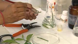 PLANT TISSUE CULTURE CSIR [upl. by Ainivad634]