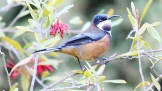 Eastern Spinebill call [upl. by Trebron]