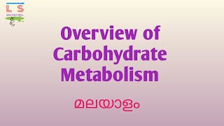 Overview of Carbohydrate Metabolism  Pathways  Biochemistry  Malayalam [upl. by Iroj388]