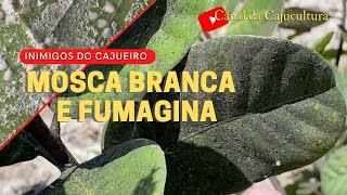 Mosca branca e fumagina inimigos do cajueiro [upl. by Ruby515]