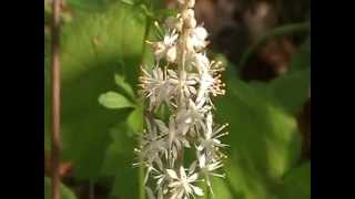 Foam flower Tiarella cordifolia [upl. by Ellehcen]