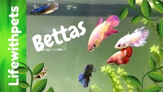 Betta Community Tank Update [upl. by Lyreb]