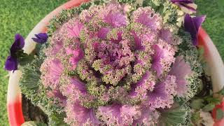 पत्तियां ही फूल जैसी सुन्दरता अद्भुत 🌼 beautiful winter flowers ornamental cabbage [upl. by Sharai]