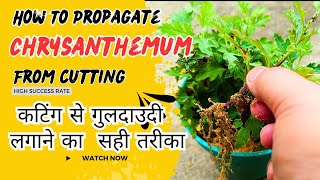 How To Propagate Chrysanthemum From Cutting  गुलदाउदी को Cutting से कैसे लगाए  guldaudi flower [upl. by Tohcnarf670]