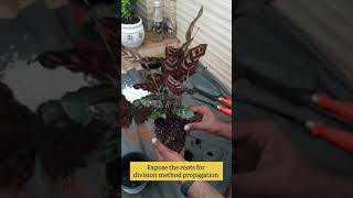 Calathea Makoyana Propagation How to propagate calathea Makoyana  Peacock Plant  Division Method [upl. by Gurevich]