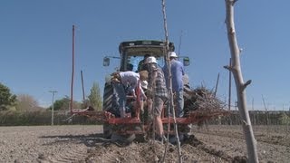 Mechanized GPS assisted apple tree planting [upl. by Locke]