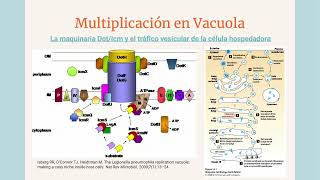 Legionella pneumophila y la legionelosis [upl. by Llerrah934]