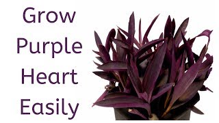 How to Grow Purple Heart from Cuttings  Tradescantia Pallida [upl. by Morry60]