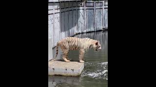 Tigre vomitando aguashortvideo [upl. by Neesay]