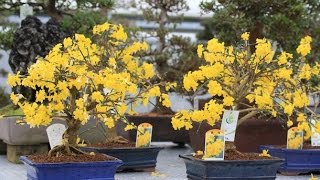 Flowering Winter Jasmine Bonsai Tree jasminum nudiflorum [upl. by Danzig]