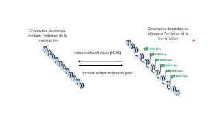 Lacétylation des histones contrôle linitiation de la transcription [upl. by Pontius]