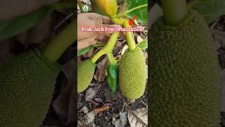 Pink Jack Fruit Plantation Successful  And Plants For Sale🚊short📲Ph9134227145 [upl. by Lessard71]