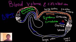 Blood circulation blood volume arteries arterioles capillaries venules and veins [upl. by Anzovin899]