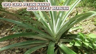 cara tanam bibit nanas agar cepat berbuah [upl. by Alidus]