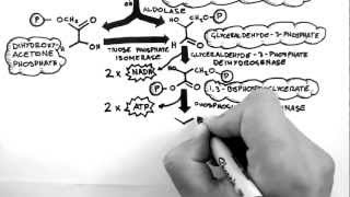 Cellular Respiration 2  Glycolysis [upl. by Nauquf]