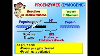 Activations of Zymogens Proteases amp Prothrombin Enzyme chemistryEnzymology [upl. by Ander]