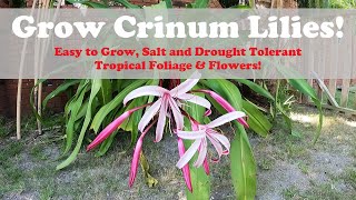 Giant Crinum Lily  You Should Grow Them [upl. by Acinonrev]