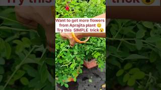 Get more Flowers from Aparajita plant shorts ytshorts [upl. by Ennayelsel]