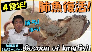 肺魚復活！生きた化石！Lungfish revival！Living fossil！Cocoon of lungfish P annectens ４億年の歴史を体感！≫ 加藤英明【公式】かとチャン [upl. by Ayihsa292]