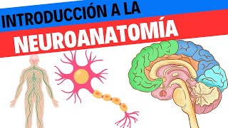 Introducción a neuroanatomía Neurociencias 16 [upl. by Eidualc]