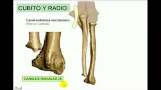 OSTEOLOGIA Miembro superior 4 Diagnostico X [upl. by Hcaz]