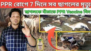 ছাগলকে PPR Vaccine এইভাবে লাগান আর ছাগলকে বাঁচান  অধ্যায় ছাগলের রোগ ও প্রাথমিক চিকিৎসা [upl. by Tj275]