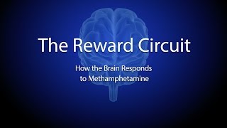 The Reward Circuit How the Brain Responds to Methamphetamine [upl. by Frierson417]