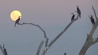 Lake Kariba Zimbabwe [upl. by Yuk]