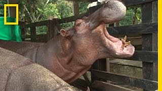 Drug Kingpin Pablo Escobar’s Hippos Are Alive and Well  National Geographic [upl. by Bratton261]