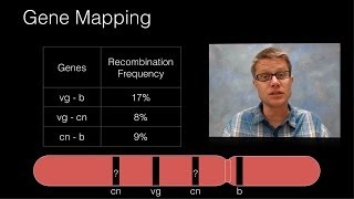 Genetic Recombination and Gene Mapping [upl. by Coretta138]