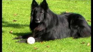 belgian shepherd groenendael [upl. by Lyrem]