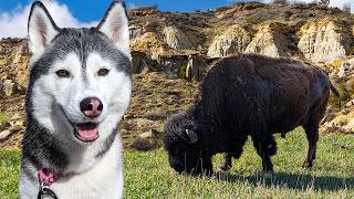 Did My Husky Get CLOSE To this Bison [upl. by Goebel595]