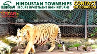 Royal bengal tiger got adopted by CEO of Aurigene Pharmaceutical Services Limited [upl. by Vita]