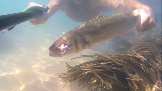 Pescasub pesca in apnea spigola e cefali nel sottocosta Spearfishing for sea bass and mullet [upl. by Nollie]