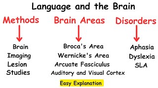 Language and the BrainNeurolinguisticsPsycholinguistics linguistics [upl. by Pirozzo175]