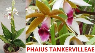 Phaius tankervilleae ground orchid grow and care [upl. by Rolf120]