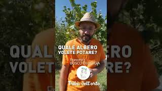 Potatura dellALBICOCCO con boscodiogigia [upl. by Hobbs]