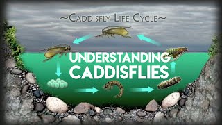 Caddis Fly Life Cycle  Learn To Fly Fish [upl. by Ycal]