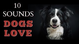 10 Sounds Dogs Love To Hear The Most [upl. by Erund]