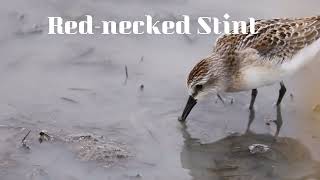 トウネン採餌行動Rednecked Stint 「feeding behavior」 [upl. by Sackman446]