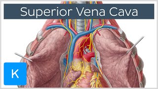 Superior Vena Cava Cardiovascular System  Human Anatomy  Kenhub [upl. by Anem]