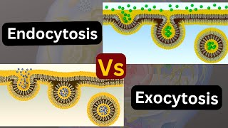 Transport across the cell membrane Endocytosis vs exocytosis [upl. by Buttaro]